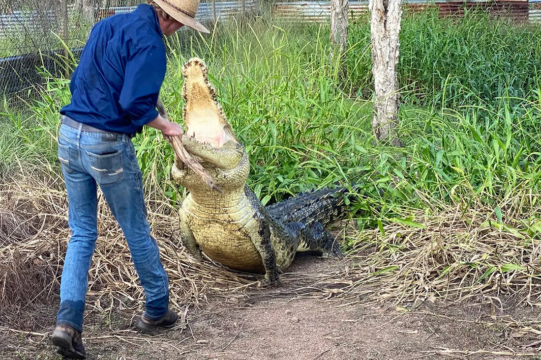 A handler in a bush hat works with a large saltwater crocodile jaws open among tall grass in the Northern Territory.