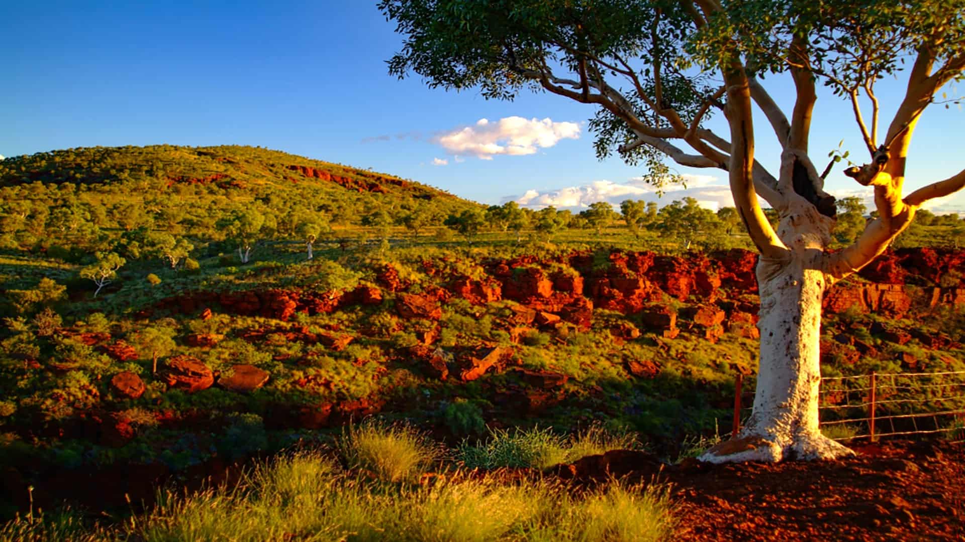 Red dirt Australian outback bush landscape with golden wattle trees, featured in True Blue Pen Pals monthly adventure letters for kids