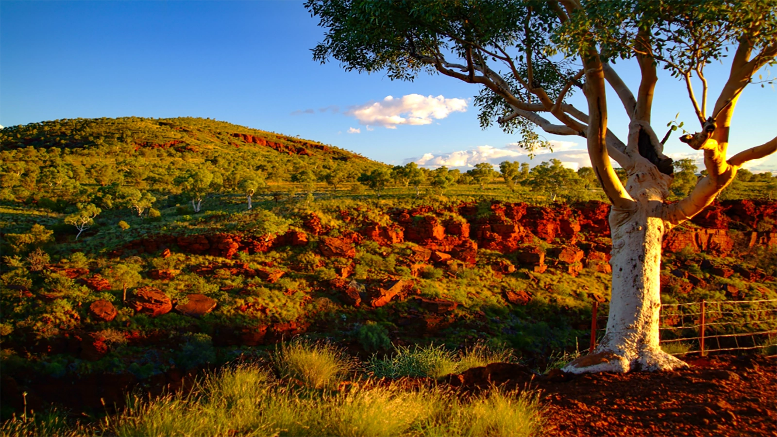 Australian outback bush track winding through golden grasslands, representing the sense of adventure in True Blue Pen Pals kids subscription letters