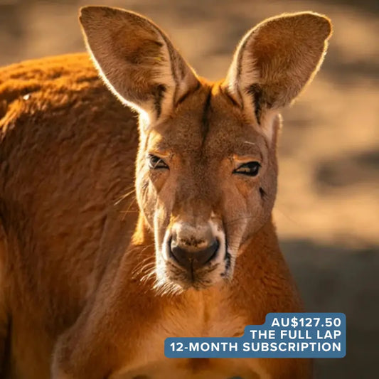 The Full Lap: year-long pen pal subscription for kids exploring Australia's wildlife and destinations through adventure letters and activities.