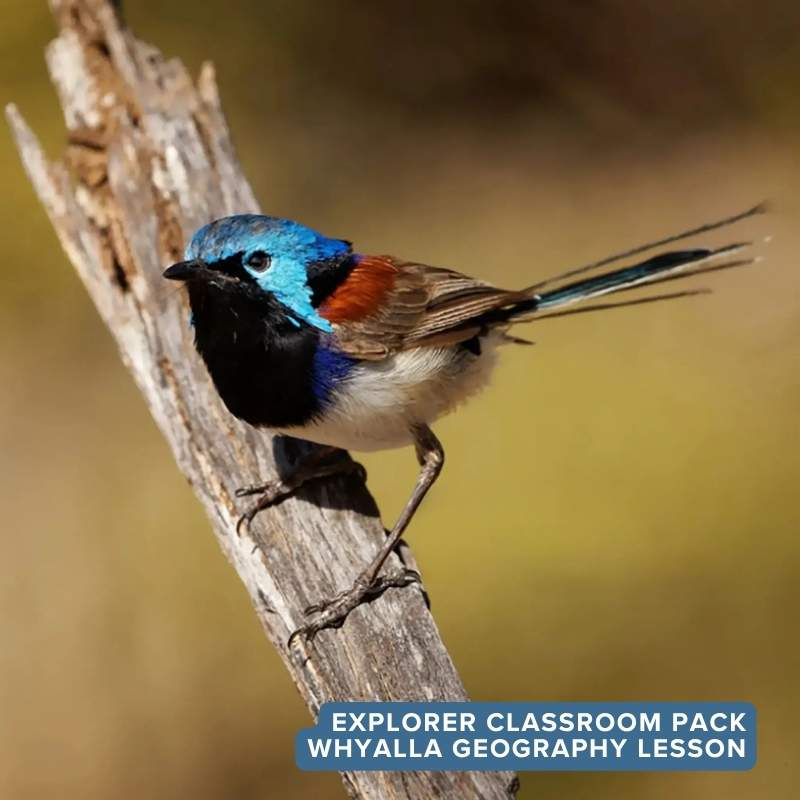 A male Variegated Fairy-wren clings to a diagonal weathered branch against a soft golden-brown background. The Variegated Fairy-wren is found across much of Australia, including the Whyalla region of South Australia.