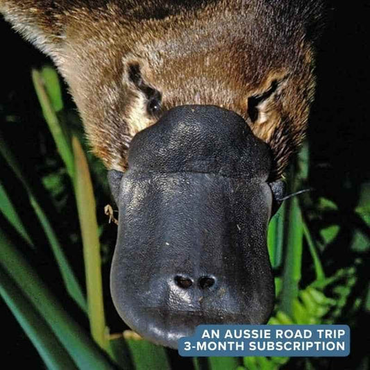 An Aussie Road Trip — True Blue Pen Pals 3-month Australian adventure subscription, taking curious kids on a screen-free journey across Australia by mail