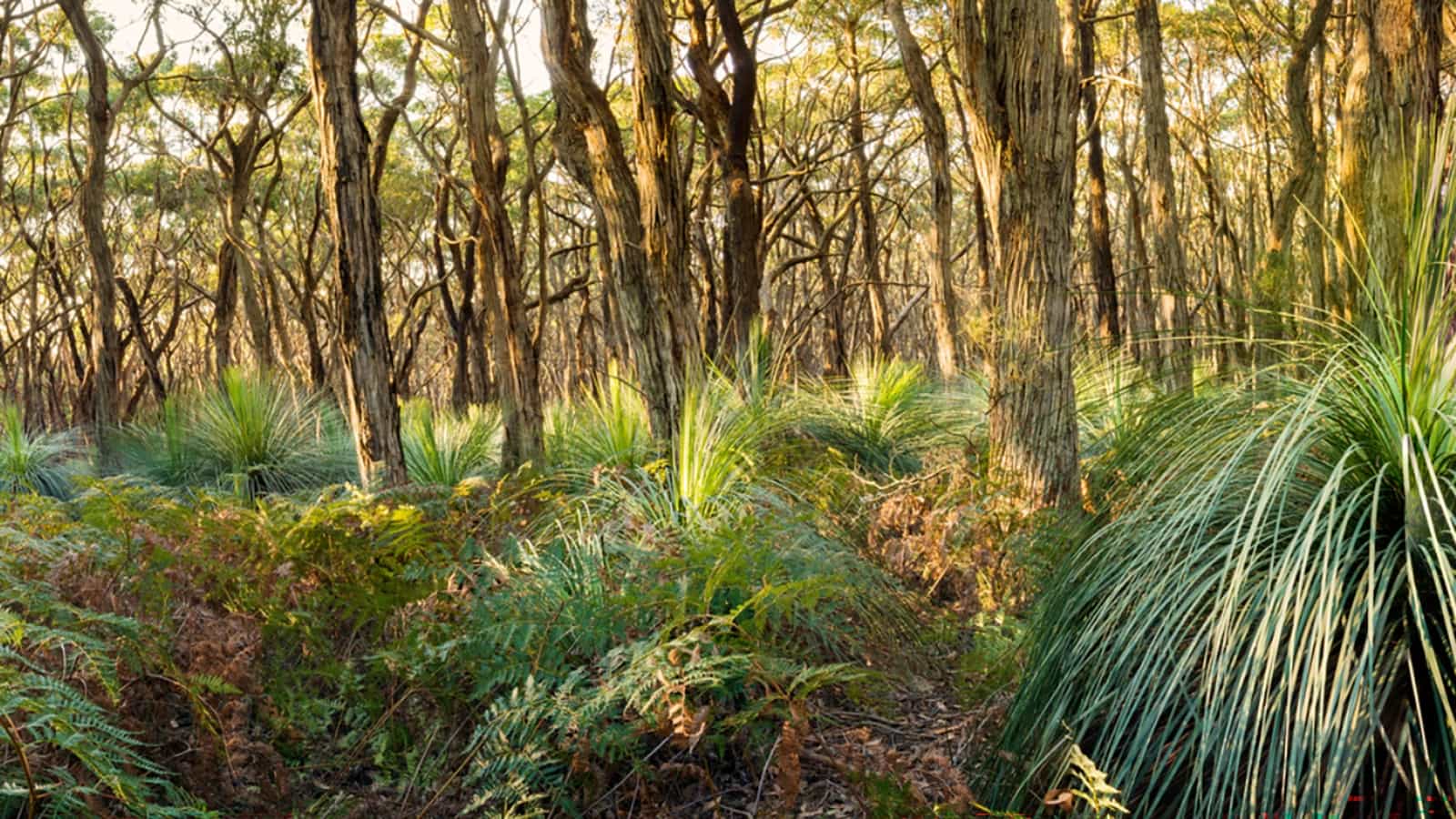 Lush Australian bush landscape at golden hour, setting the scene for True Blue Pen Pals gift subscription adventures delivered by post to kids