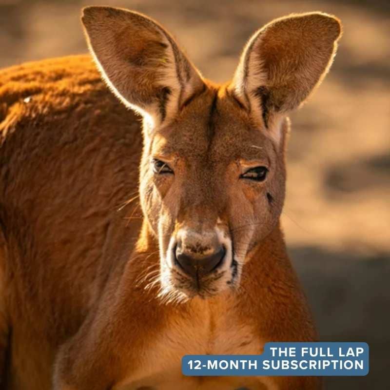 The Full Lap twelve month True Blue Pen Pals subscription box, taking curious kids on a complete year long journey discovering the extraordinary destinations, fascinating wildlife and unique stories of Australia through screen-free adventure letters and hands-on activities delivered by post