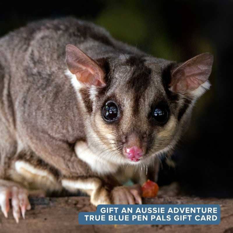 True Blue Pen Pals gift card for a kids Australian adventure subscription, the perfect thoughtful gift delivered by post for curious children