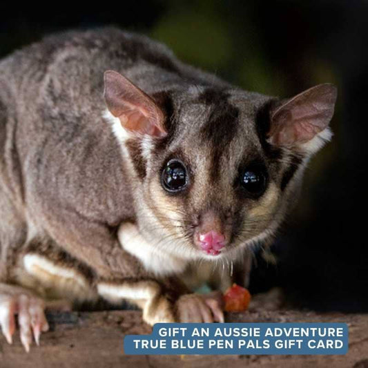 True Blue Pen Pals gift card for a kids Australian adventure subscription, the perfect thoughtful gift delivered by post for curious children