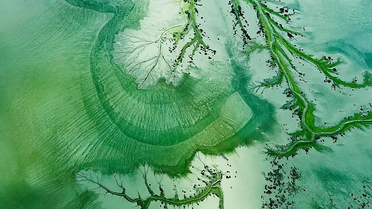 Stunning aerial view of intricate tidal waterways and mangrove channels forming mesmerising patterns across emerald green shallows in remote northern Australia