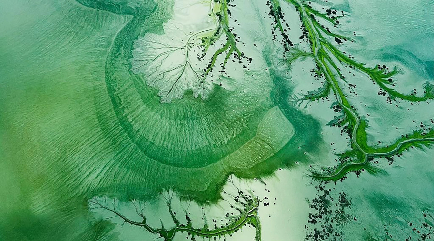 Stunning aerial view of intricate tidal waterways and mangrove channels forming mesmerising patterns across emerald green shallows in remote northern Australia