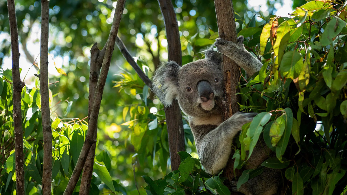 A wild koala clings to a eucalyptus tree among green leaves, gazing at the camera in Byron Bay bushland.